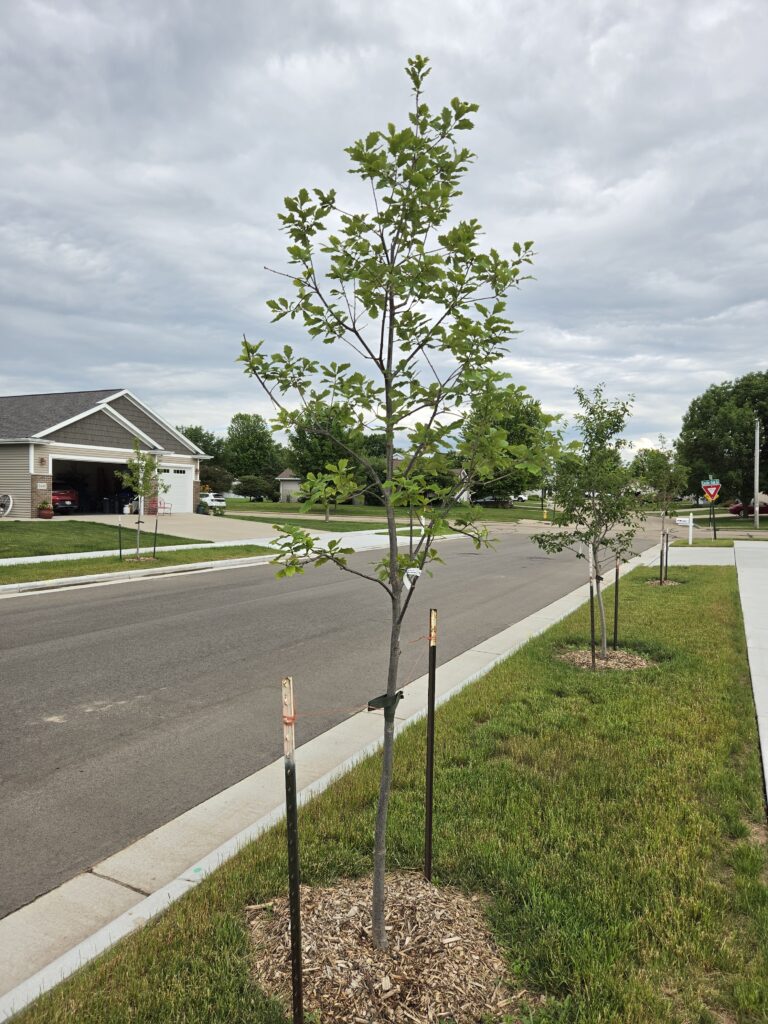 newly planted trees