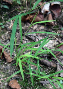 Closeup of leaves of native white grass.