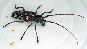 Closeup of whitespotted sawyer beetle.