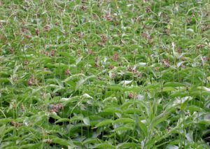 A field infested by pale swallow-wort.