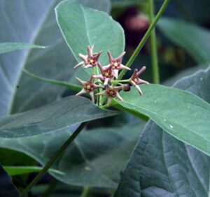 Closeup of pale swallow-wort flower cluster.