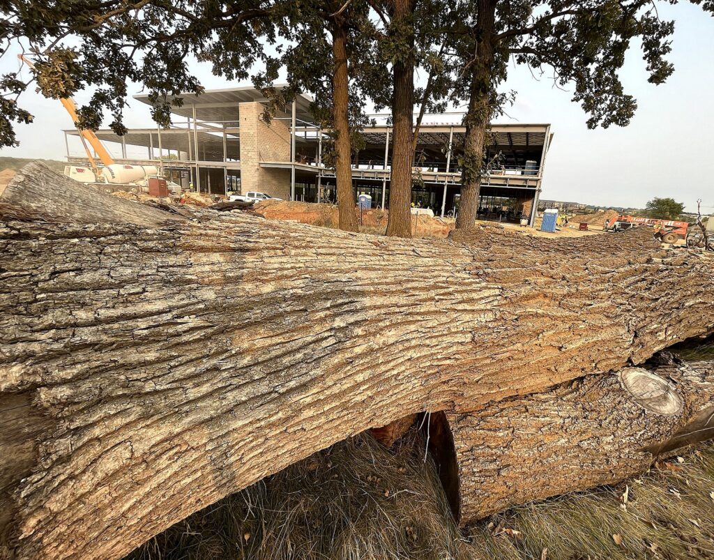 felled trees near a construction site