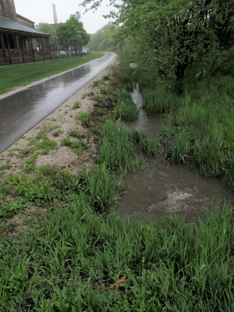 rain coming down on path lined with trees