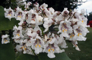 Closeup of northern catalpa flowers