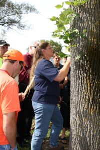 Workers inspect a tree's health.