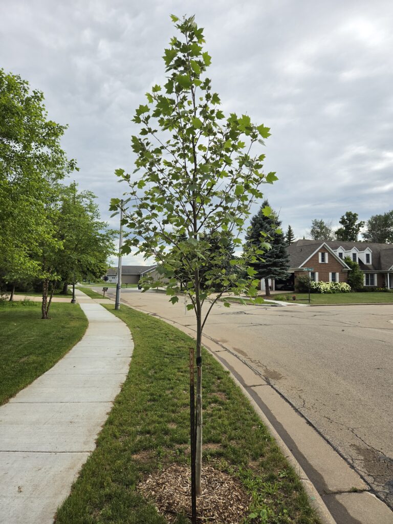 newly planted tree on terrace
