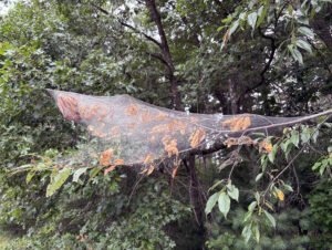 A web spun by fall webworm.
