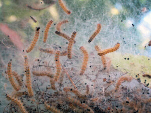 Closeup of fall webworm larvae in a web.