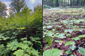 closeup of sugar maple leaves and seedlings