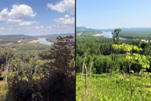 Two photos of a tree stand taken three years apart