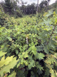 A closeup of a fast-growing young oak stand.