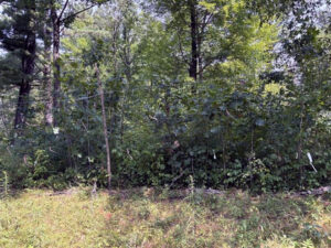 photo of fence protecting tree stand