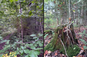 Two photos of regenerating yellow birch.