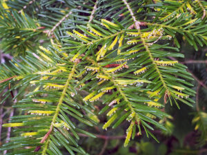 closeu[p of balsam fir needles with needle rust