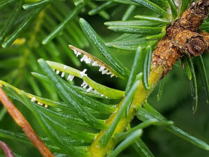 Closeup of balsam fir needle rust fruiting structures.