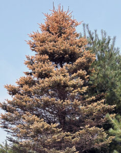 A blue spruce showing signs of needle rust.