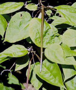 Northern Catalpa seed pod and leaves.
