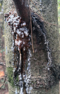 A pitch mass on a tree's main stem.