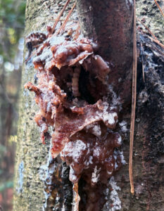 Peeling reveals a pitch borer "goo" mass on a damaged tree.