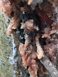 A pitch mass borer larva on a tree.