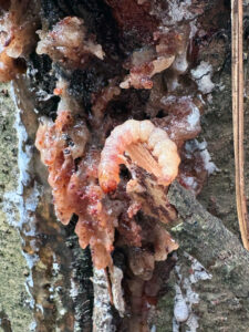 A photo showing the whitish color of some pitch mass borer larvae.