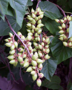 Fruit of the princess tree.