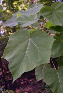 Closeup of princess tree leaves.