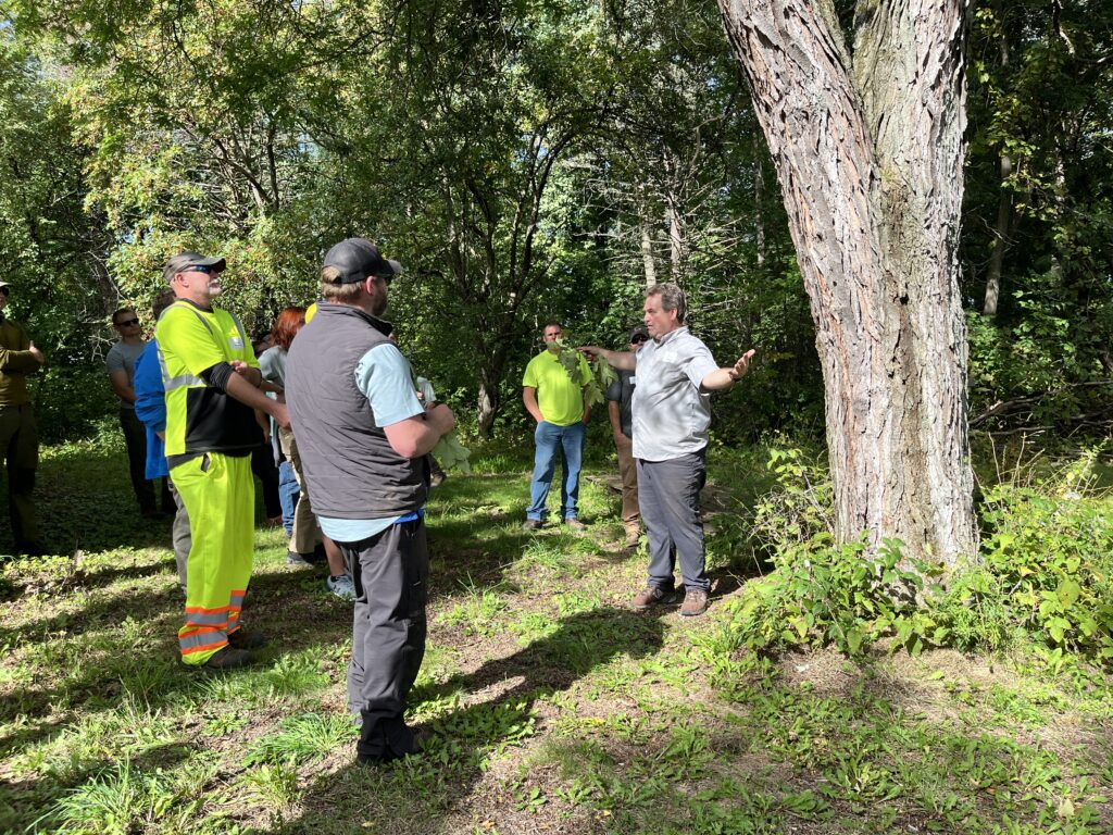 group learning about trees